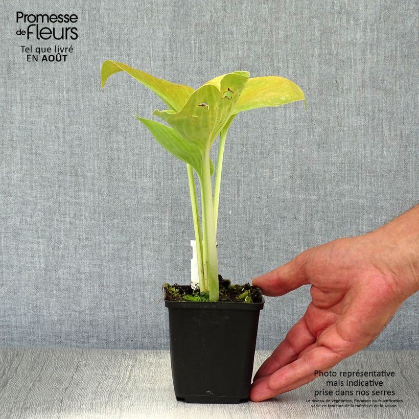 Hosta Empress Wu 8/9 cm pot sample as delivered in summer