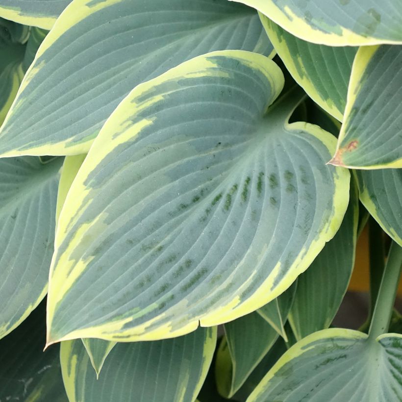 Hosta First Frost (Foliage)