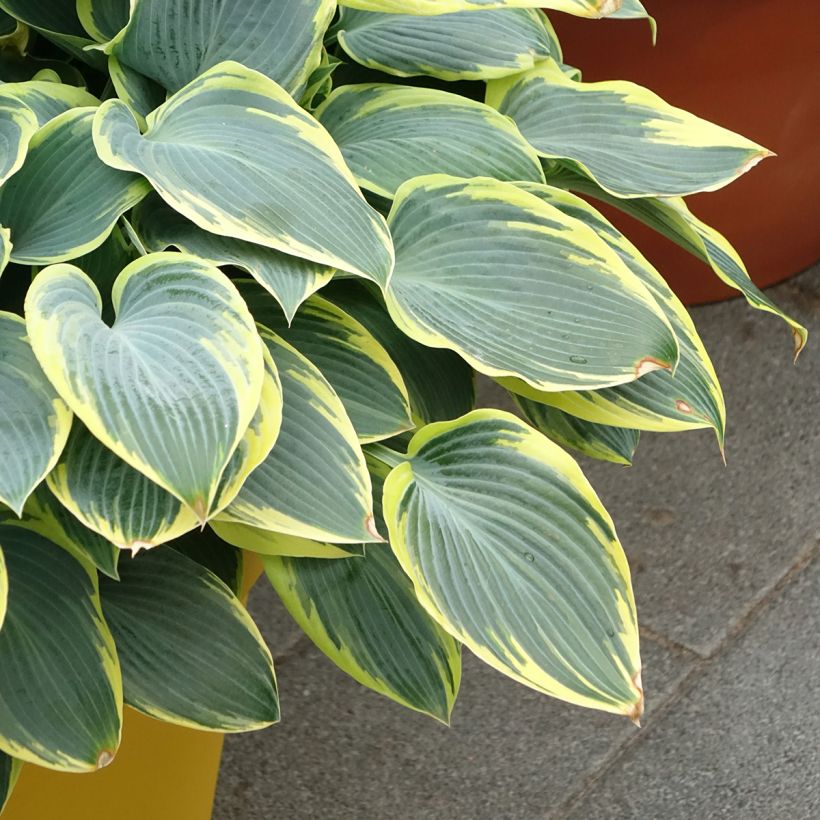 Hosta First Frost (Plant habit)