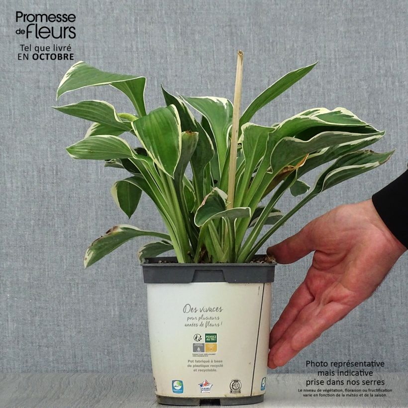 Hosta Francee en pot de 3L sample as delivered in autumn