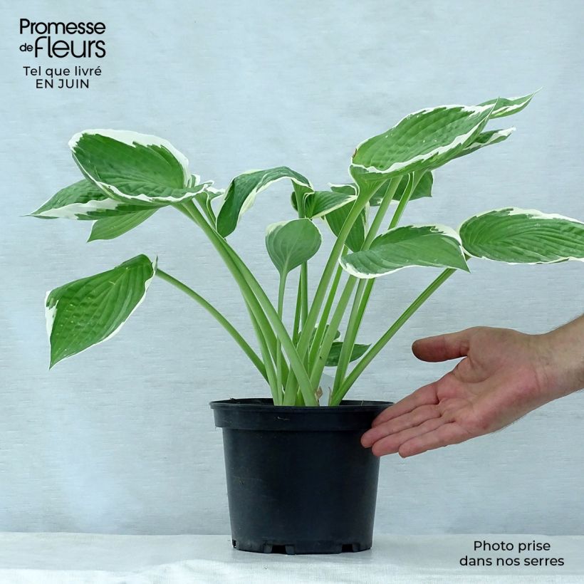 Hosta fortunei Francee 2L/3L pot sample as delivered in summer