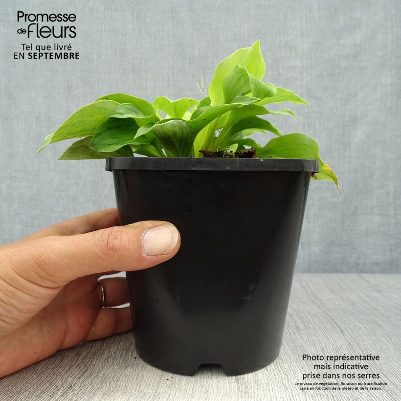 Hosta Golden Needles 1.5L/2L pot sample as delivered in autumn
