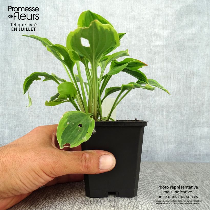 Hosta Golden Tiara Godet de 9cm sample as delivered in summer