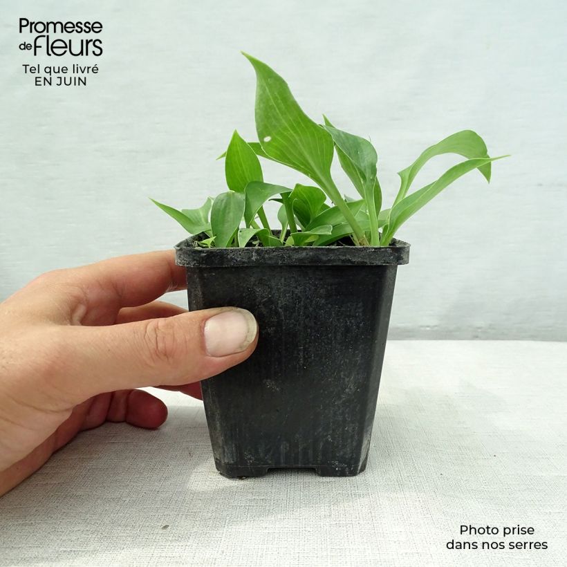 Hosta Harry Van Trier 8/9 cm pot sample as delivered in summer