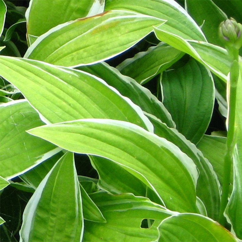 Hosta sieboldiana Herifu (Foliage)