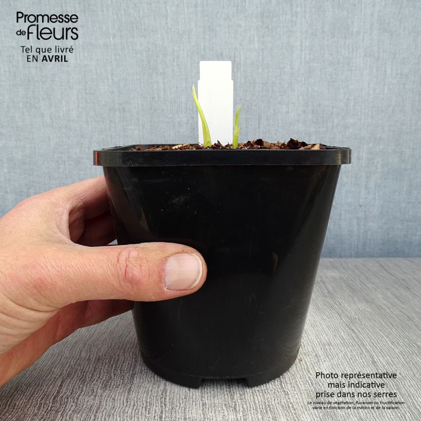 Hosta Hyuga Urajiro - Pot de 1,5L/2L sample as delivered in spring