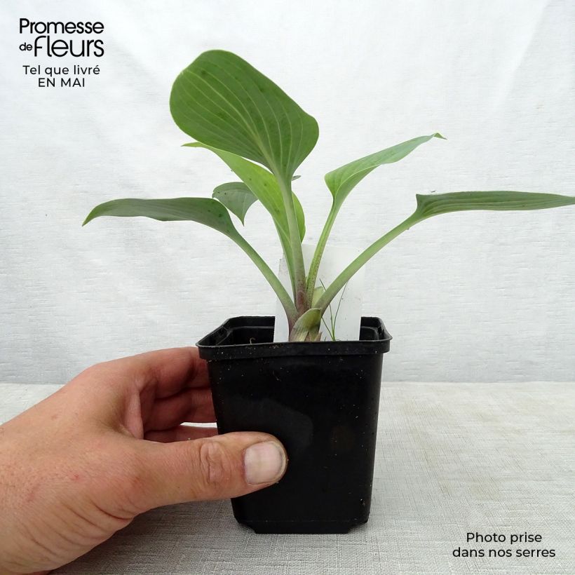 Hosta June en godet de 9cm sample as delivered in spring
