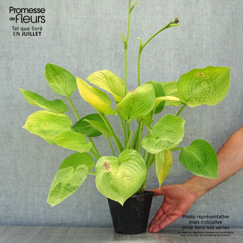 Hosta Ki Ren Jyaku - Pot de 1,5L/2L sample as delivered in summer