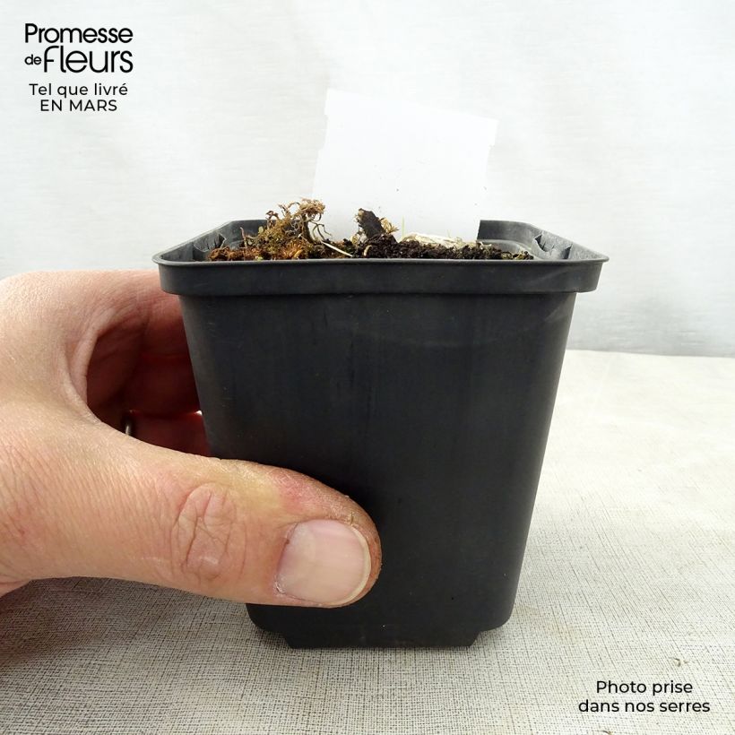 Hosta Kiwi Full Monty Godet de 9cm sample as delivered in spring