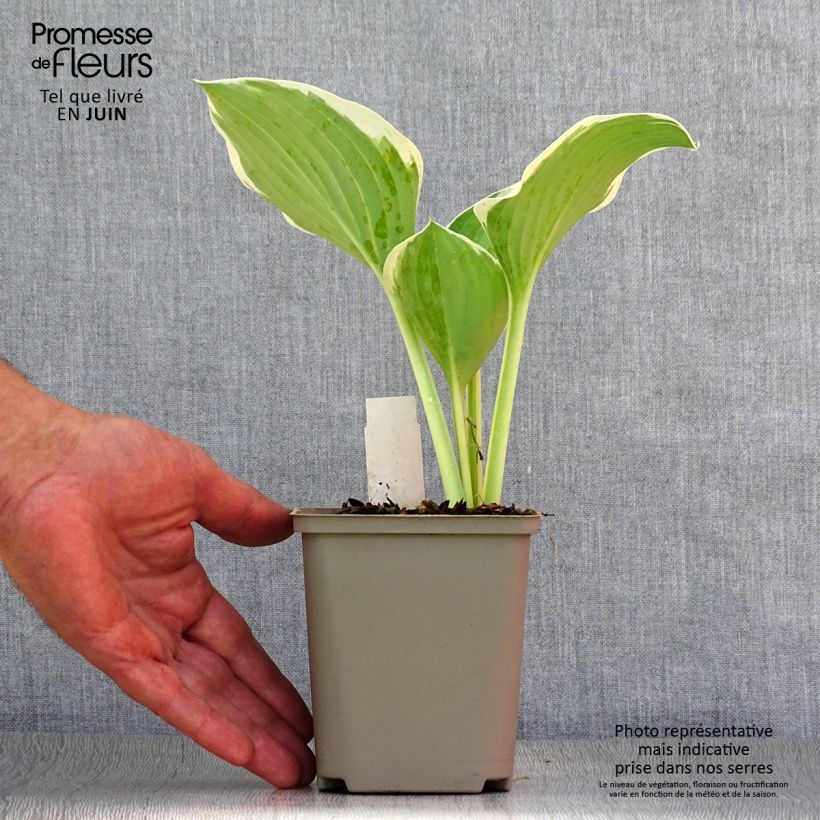 Hosta Liberty 8/9 cm pot sample as delivered in summer