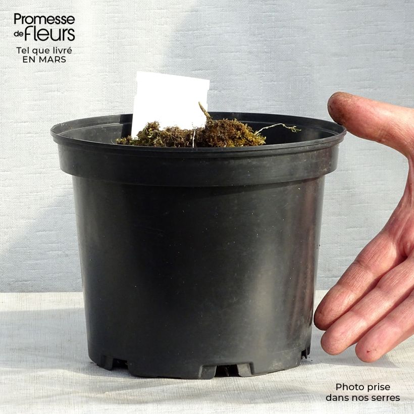 Hosta Mama Mia 2L/3L pot sample as delivered in winter