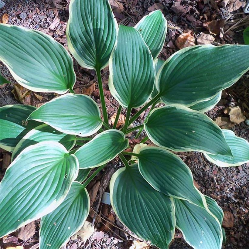 Hosta North Hills (Foliage)