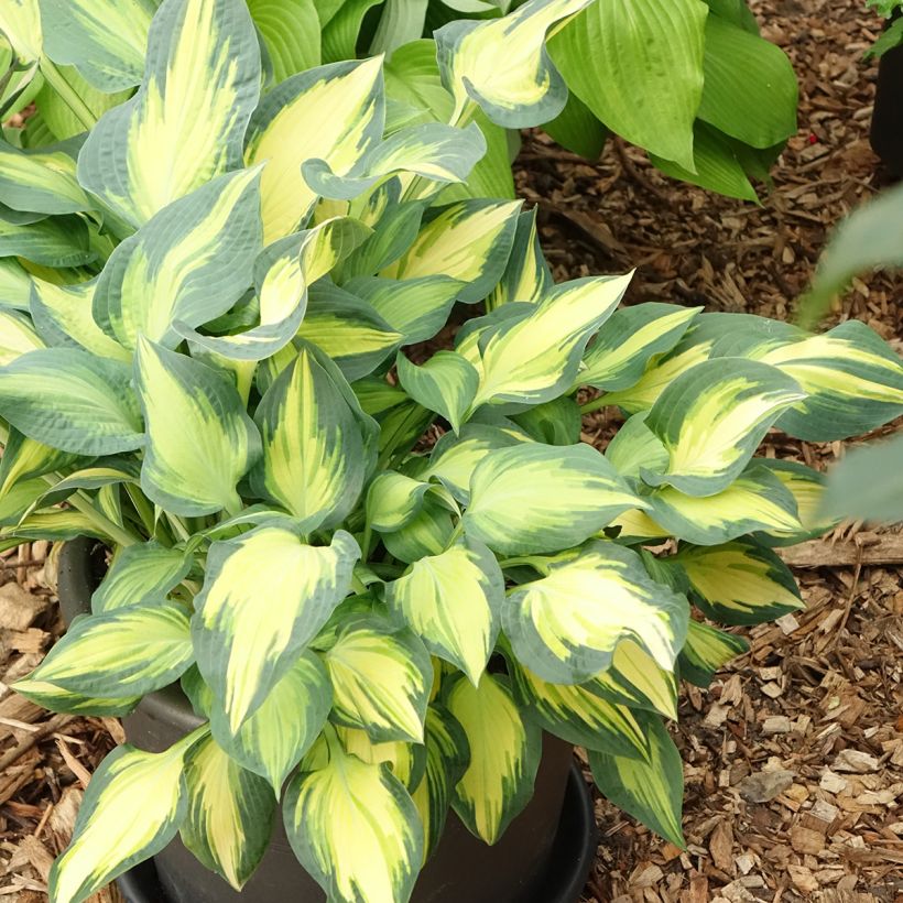 Hosta Orange Marmelade (Plant habit)