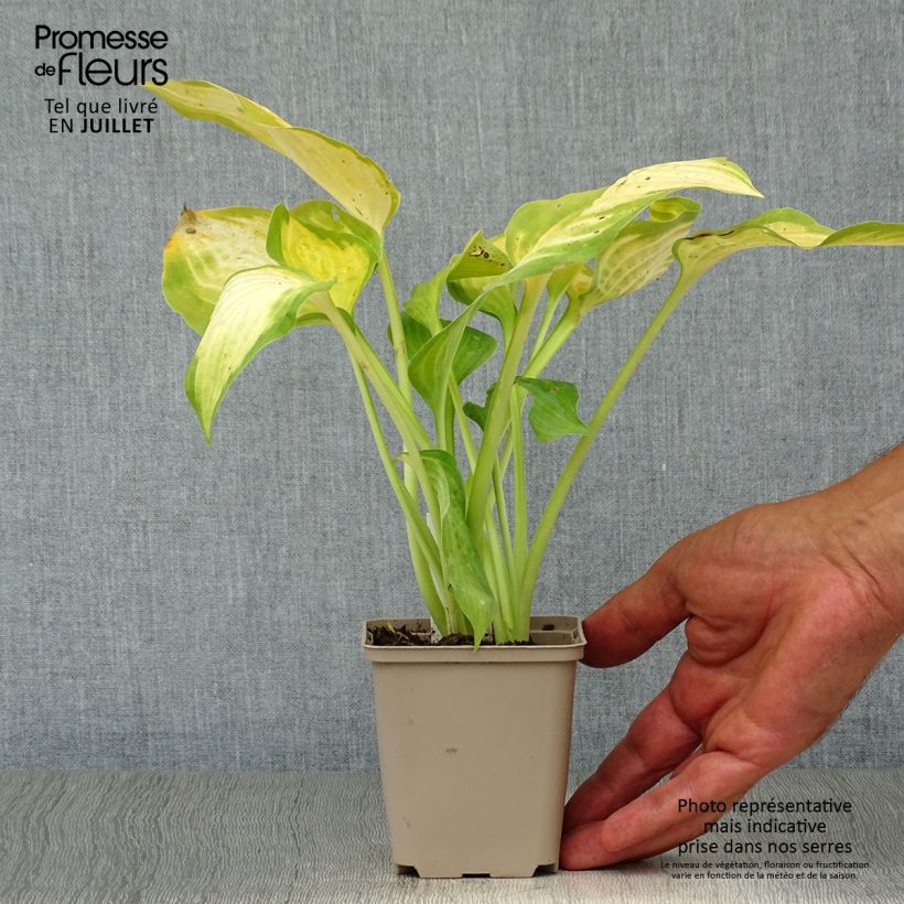 Hosta Pauls Glory 8/9 cm pot sample as delivered in summer