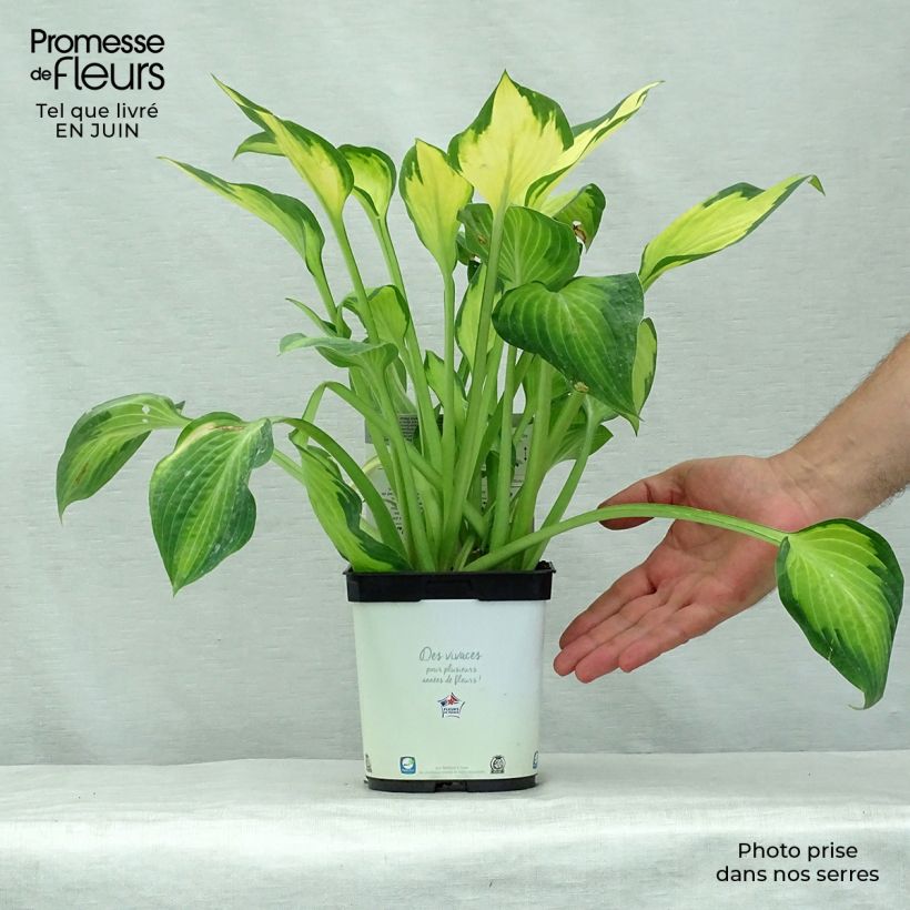 Hosta Pauls Glory 2L/3L pot sample as delivered in summer