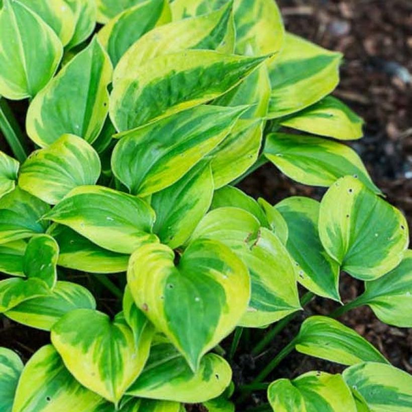 Hosta Radiant Edger - Plantain Lily (Foliage)