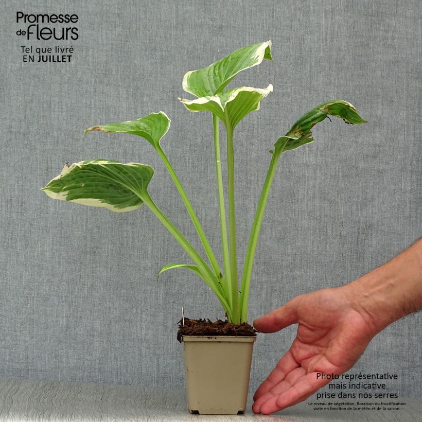 Hosta Robert Frost 8/9 cm pot sample as delivered in summer