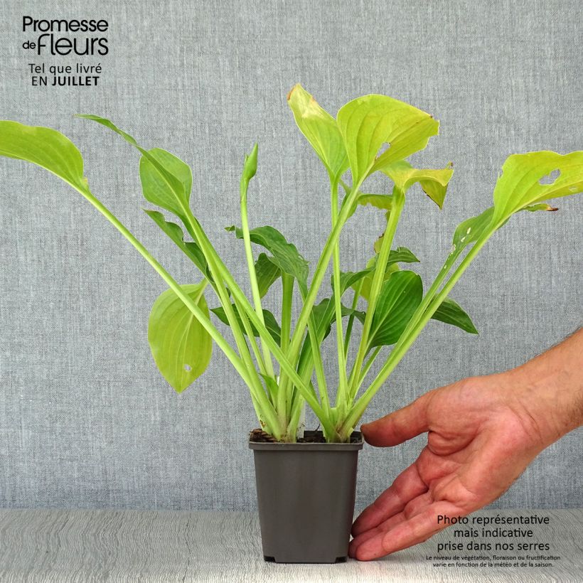 Hosta Royal Standard 8/9 cm pot sample as delivered in summer
