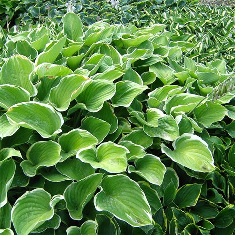 Hosta fluctuans Sagae (Plant habit)