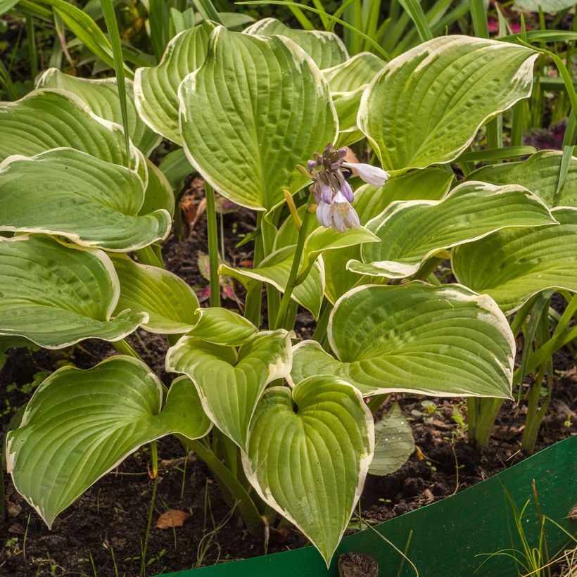 Hosta Saint Elmos Fire (Plant habit)