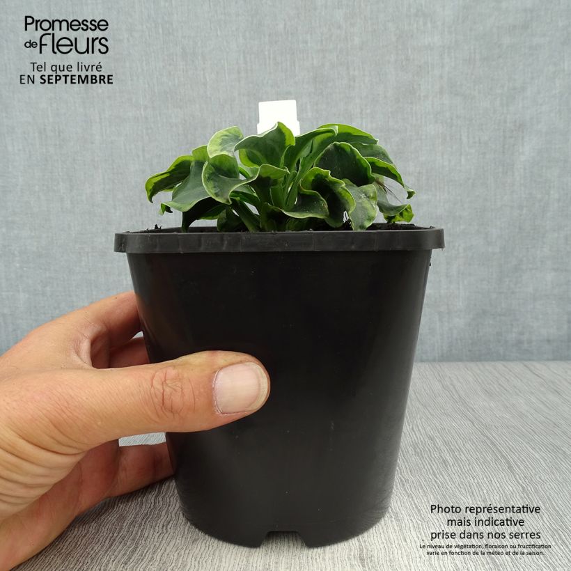 Hosta School Mouse 1.5L/2L pot sample as delivered in autumn