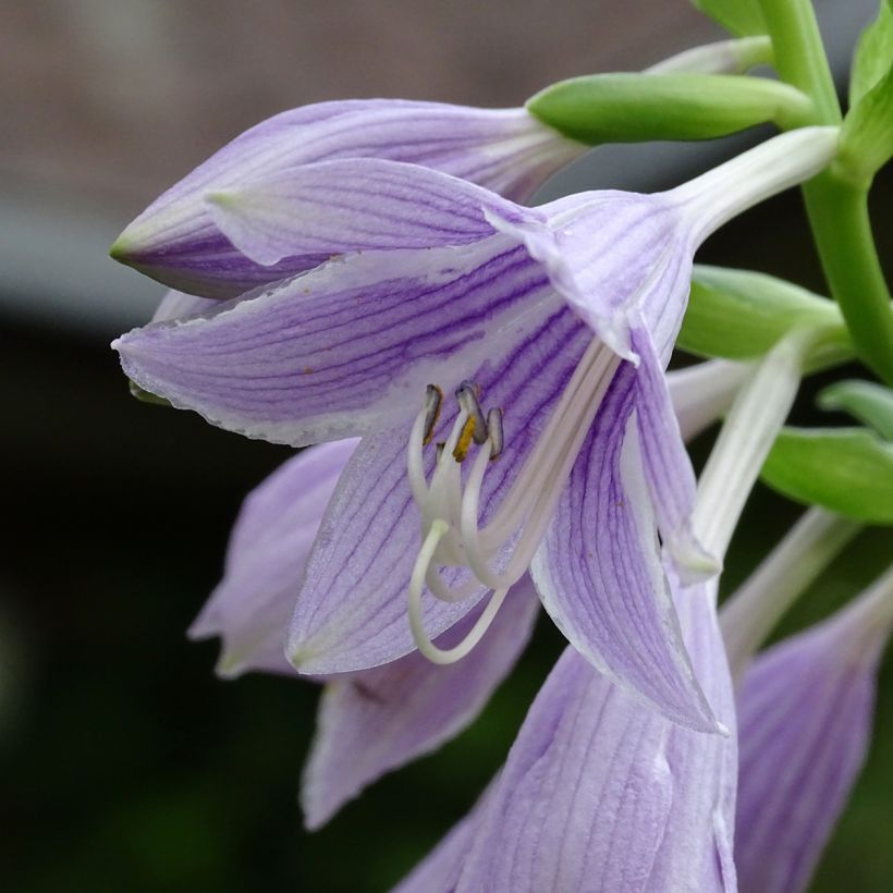 Hosta  Siberian Tiger (Flowering)
