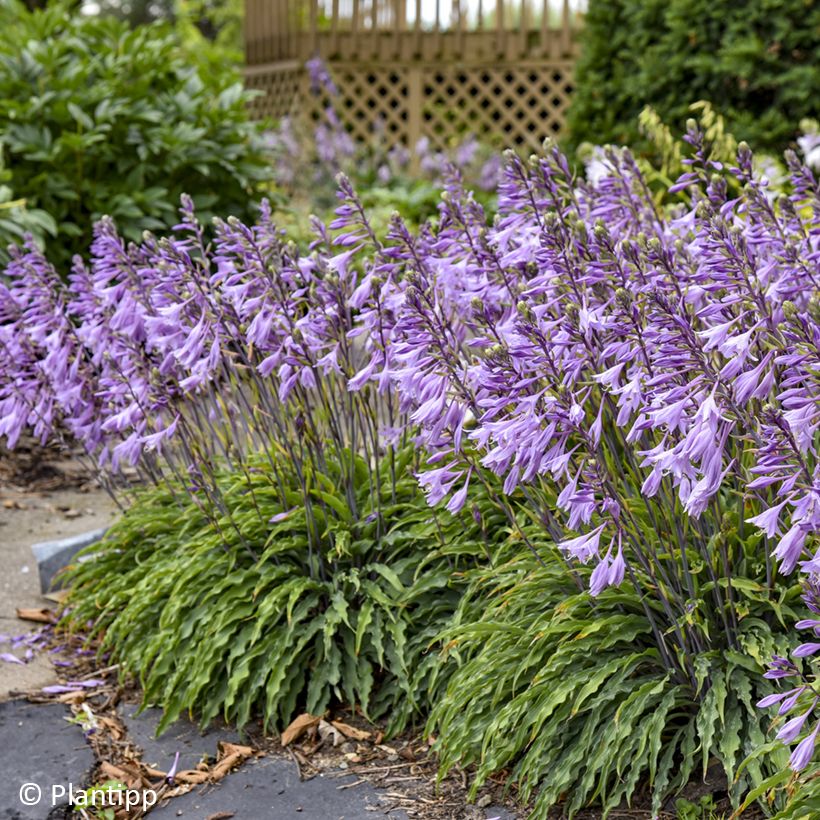 Hosta  Silly String (Flowering)