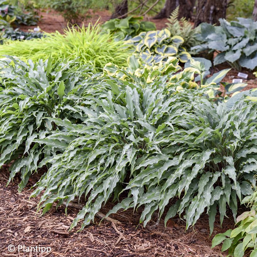 Hosta  Silly String (Plant habit)