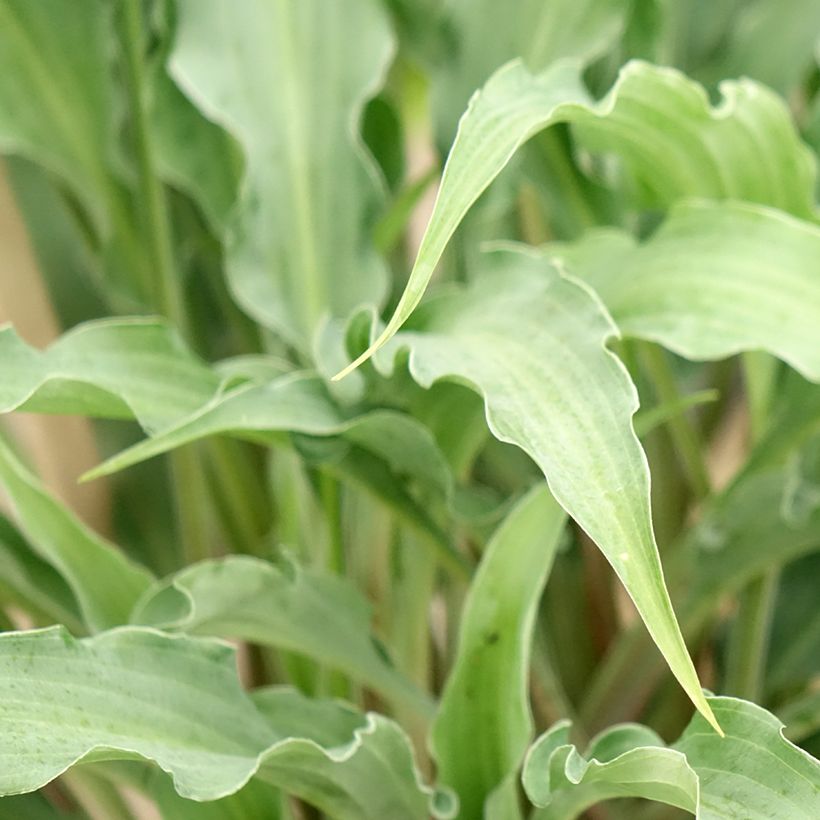 Hosta  Silly String (Foliage)