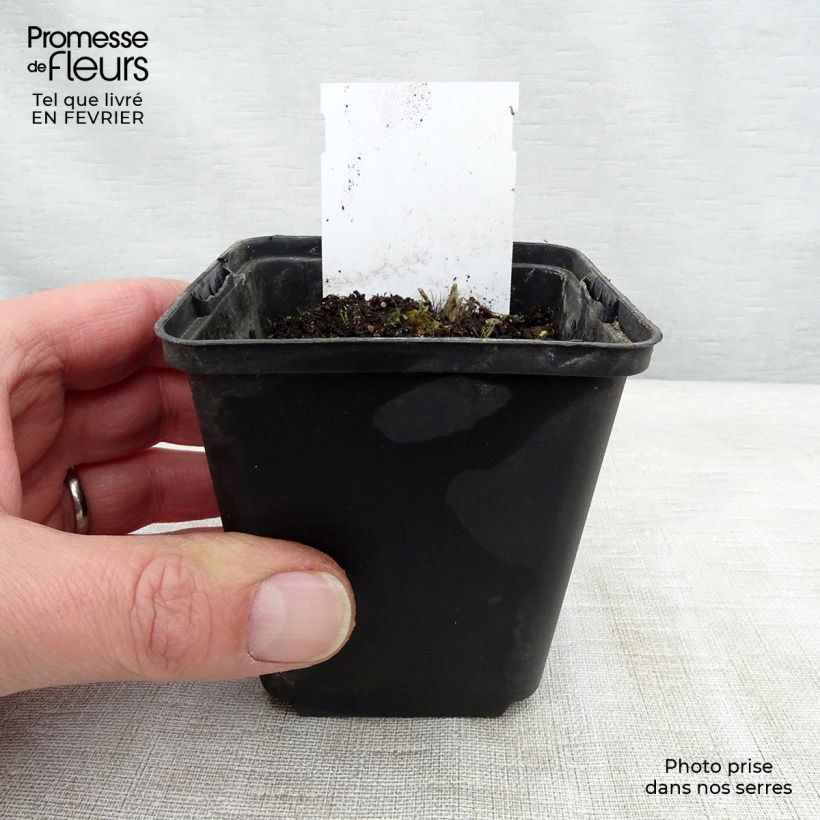 Hosta  Sugar Daddy 8/9 cm pot sample as delivered in winter