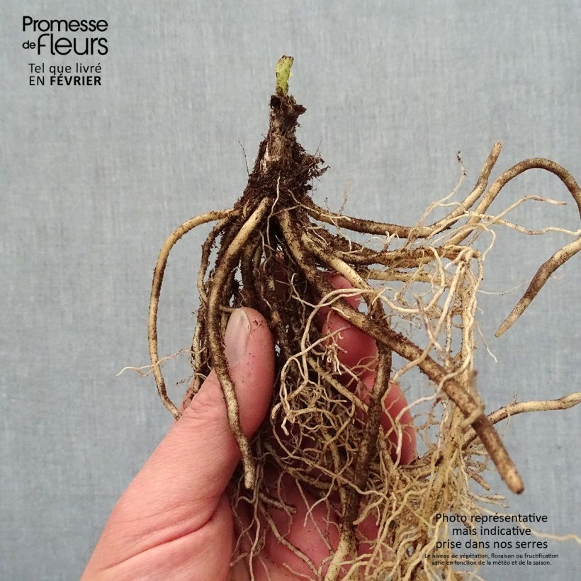 Hosta T Rex  - Racines nues  sample as delivered in winter