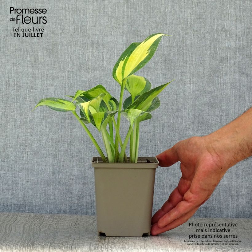 Hosta Touch Of Class - Godet de 8/9cm sample as delivered in summer