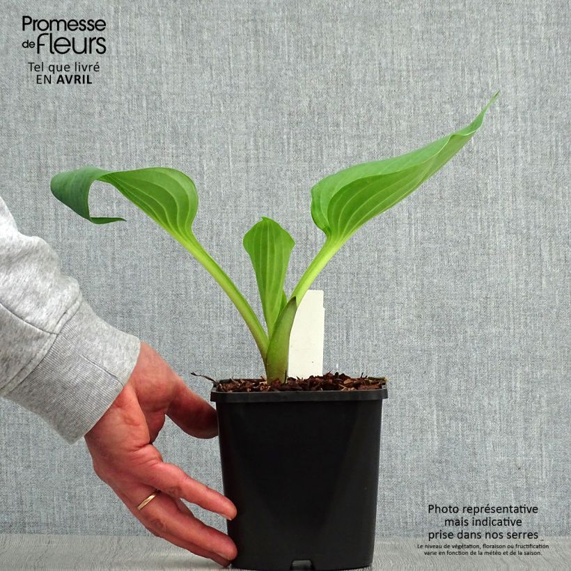 Hosta UFO - Pot de 1,5L/2L sample as delivered in spring
