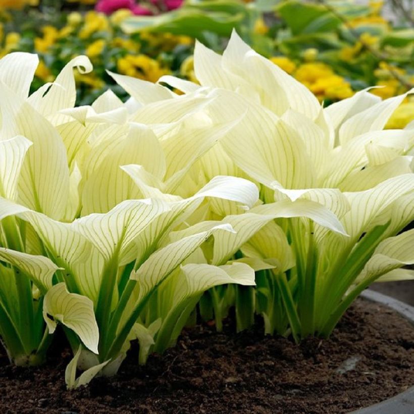 Hosta  White Feather (Plant habit)