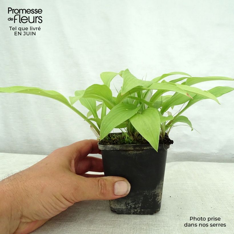 Hosta  White Trumpets 8/9 cm pot sample as delivered in summer