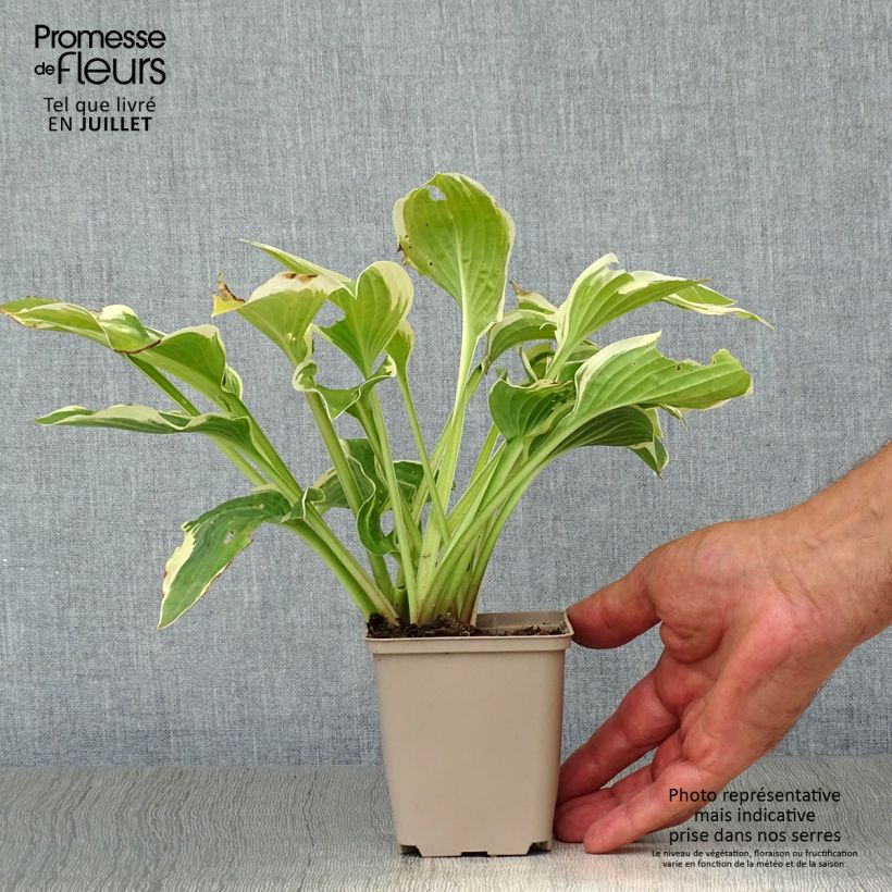 Hosta Wide Brim Godet de 9cm sample as delivered in summer