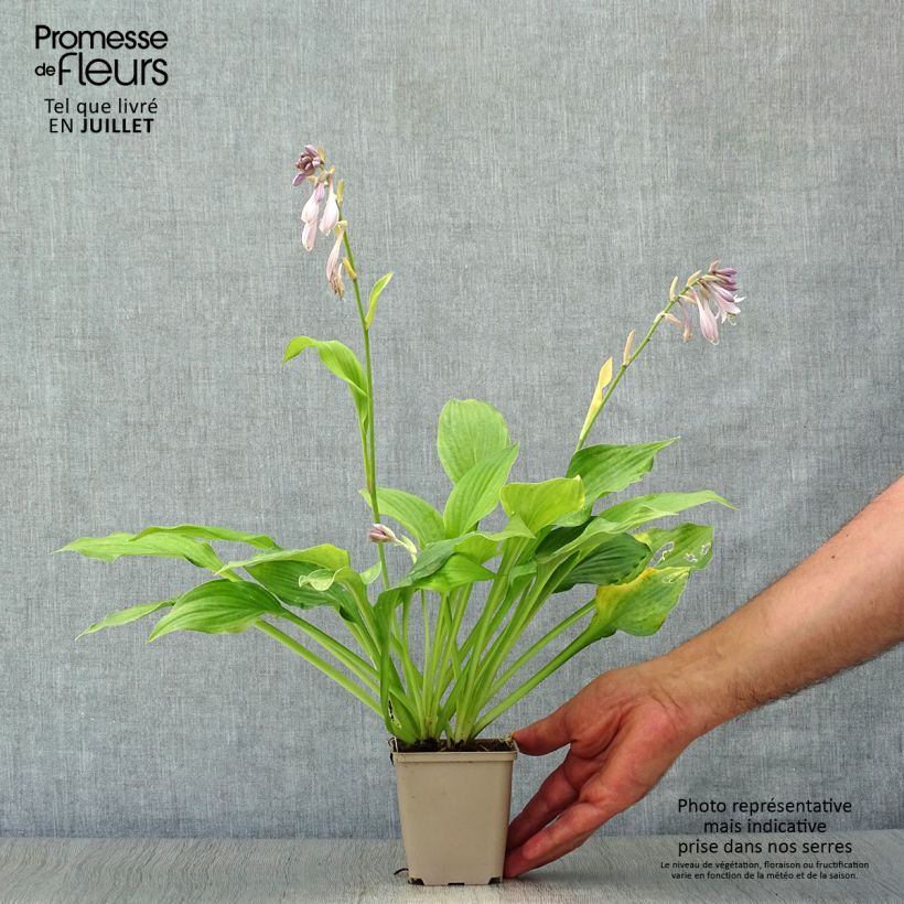 Hosta fortunei albopicta 8/9 cm pot sample as delivered in summer