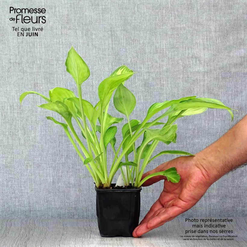 Hosta fortunei Gold Standard 8/9 cm pot sample as delivered in summer