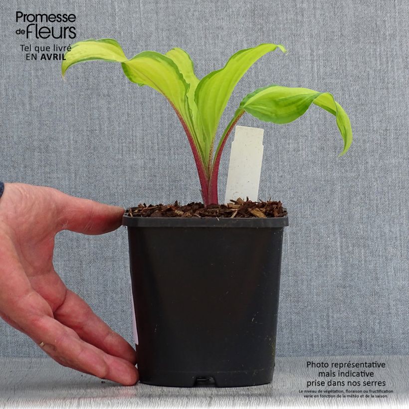 Hosta Lipstick Kiss - Pot de 1,5L/2L sample as delivered in spring