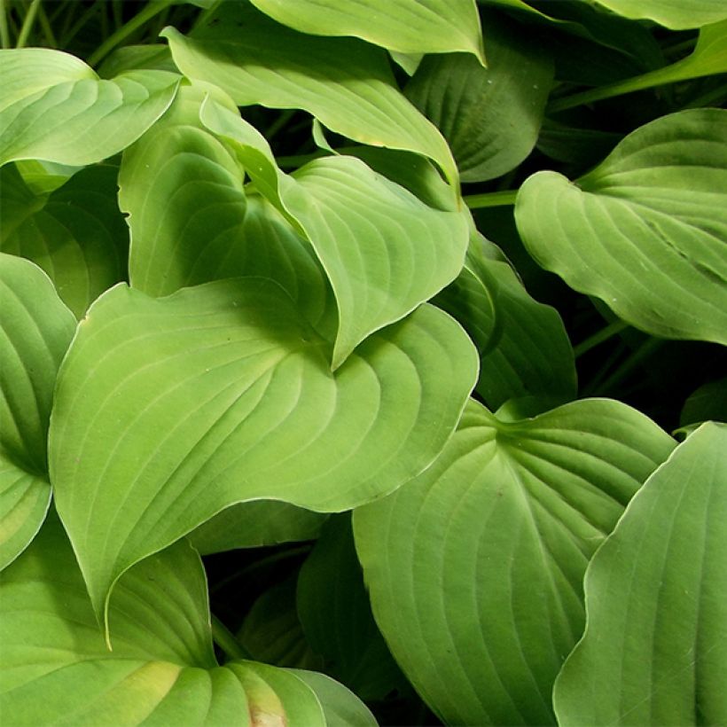 Hosta nakaiana (Foliage)