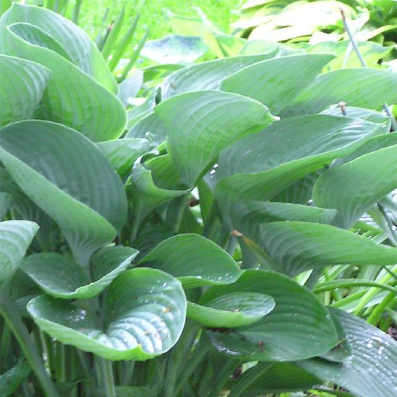 Hosta nigrescens (Foliage)