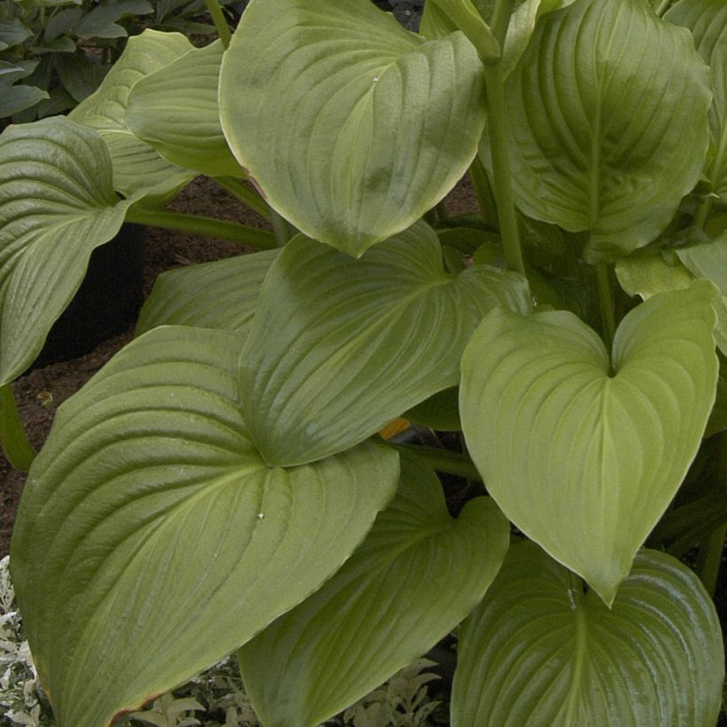 Hosta plantaginea Venus (Foliage)
