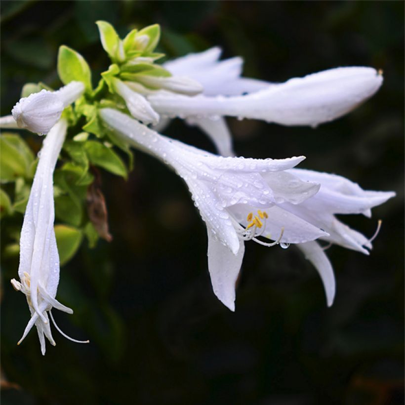 Hosta plantaginea var. japonica (Flowering)