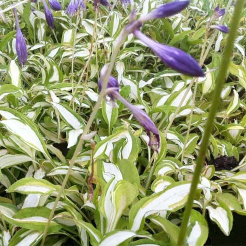 Hosta sieboldii Silver Kabitan (Flowering)