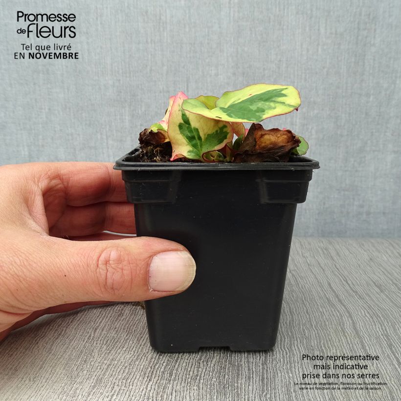 Houttuynia cordata Chameleon 7/8 cm pot sample as delivered in autumn