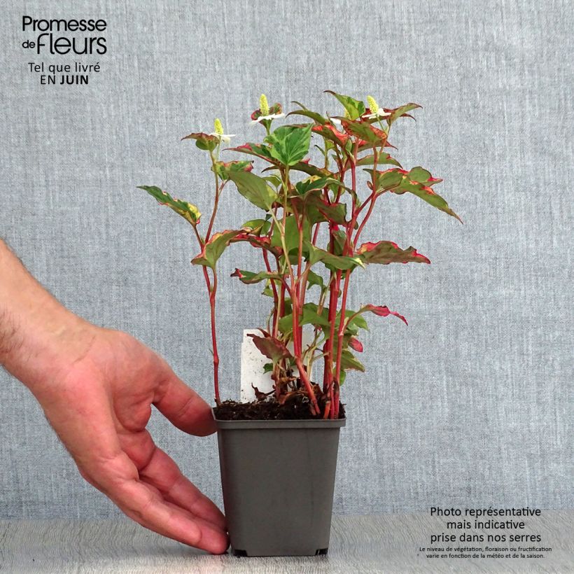 Houttuynia cordata Chameleon 7/8 cm pot sample as delivered in summer