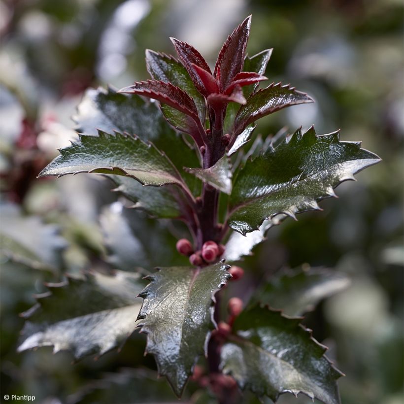 Ilex x meserveae Gentle - Blue Holly (Foliage)