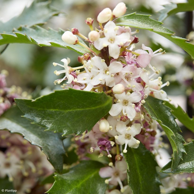 Ilex x meserveae Gentle - Blue Holly (Flowering)