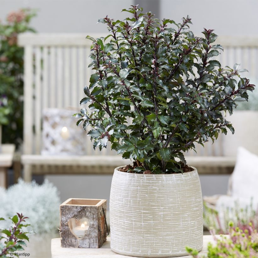 Ilex x meserveae Gentle - Blue Holly (Plant habit)