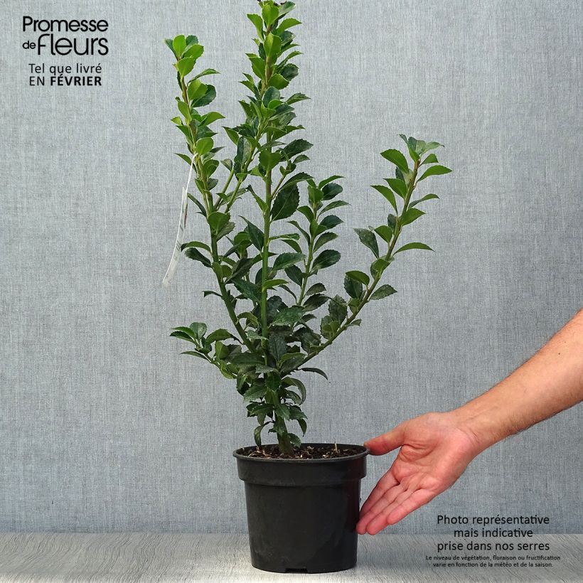 Houx - Ilex x meserveae Heckenfee Pot de 2L/3L sample as delivered in autumn